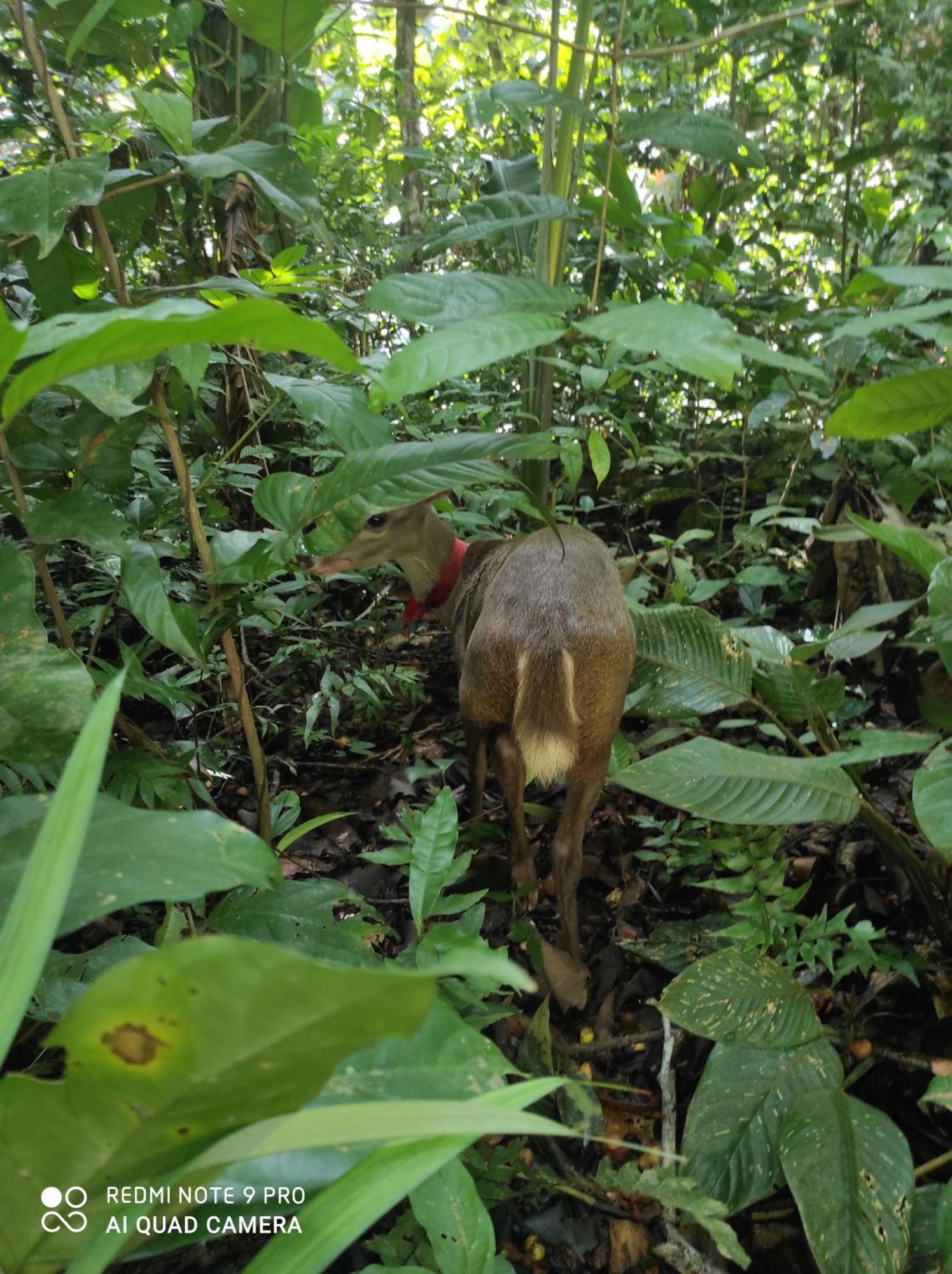 A Pousada Castana Amazon Park Puerto Maldonado Exterior foto